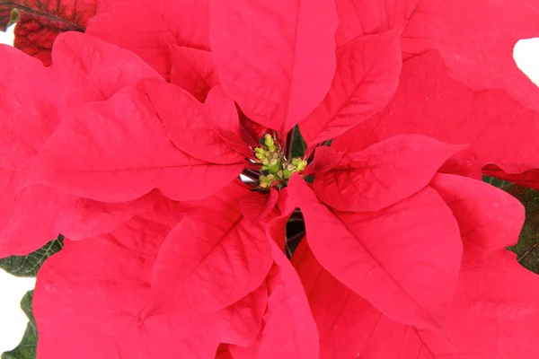 Цветок Пуансеттии — стоковое фото