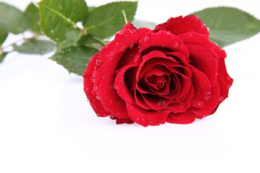 Red rose clipart