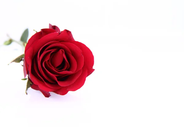 Rose Rouge Sur Fond Blanc — Photo
