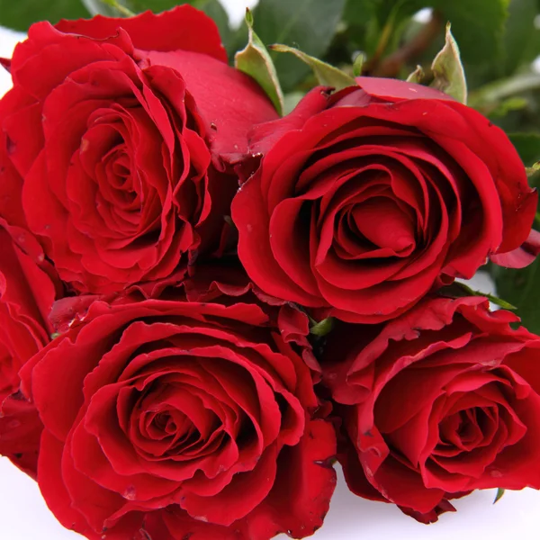 Csokor Vörös Rózsa Fehér Alapon — Stock Fotó