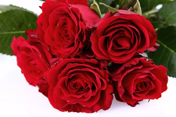 Bouquet Roses Rouges Sur Fond Blanc — Photo