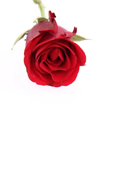 Červená Růže Bílém Pozadí — Stock fotografie