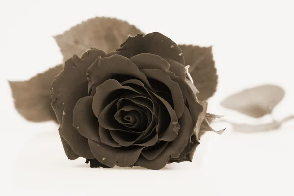 Rose Sepia Close — Stock Photo, Image