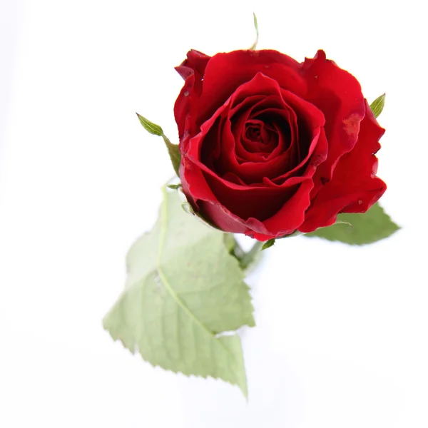 Czerwona Róża Białym Tle — Zdjęcie stockowe
