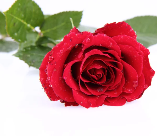 Červená Růže Pokryté Kapkami Vody Bílém Pozadí — Stock fotografie