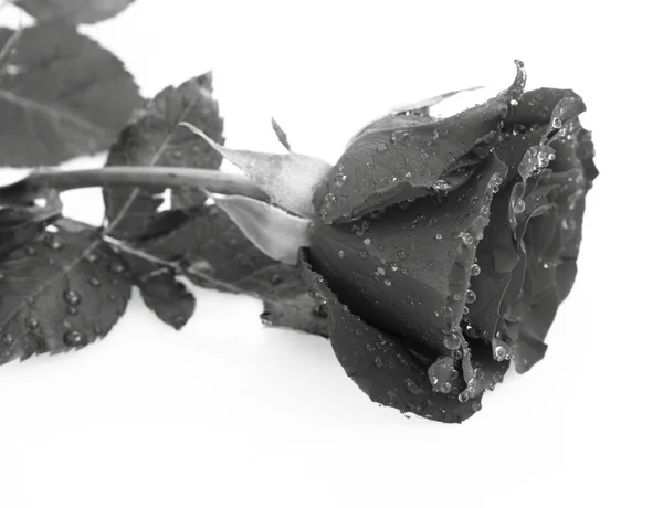 Rose in black and white — Stock Photo, Image