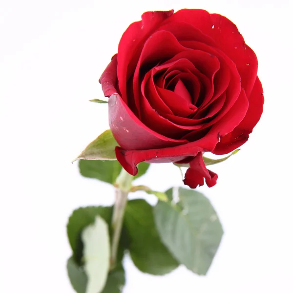 Red Rose White Background Stock Photo