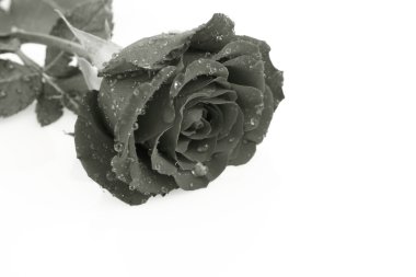 Rose in black and white covered with drops of water on a white background clipart