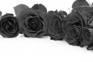 Roses in black and white on white background clipart