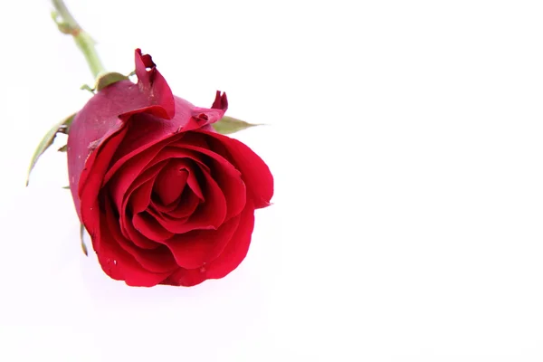 Červená Růže Bílém Pozadí — Stock fotografie