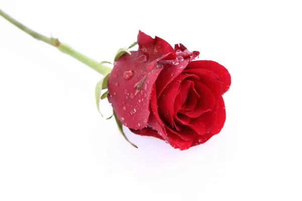 Červená Růže Pokryté Kapkami Vody Bílém Pozadí — Stock fotografie