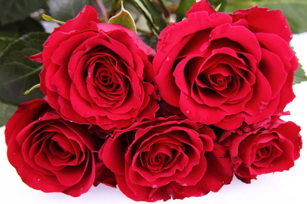Bouquet Roses Rouges Sur Fond Blanc — Photo