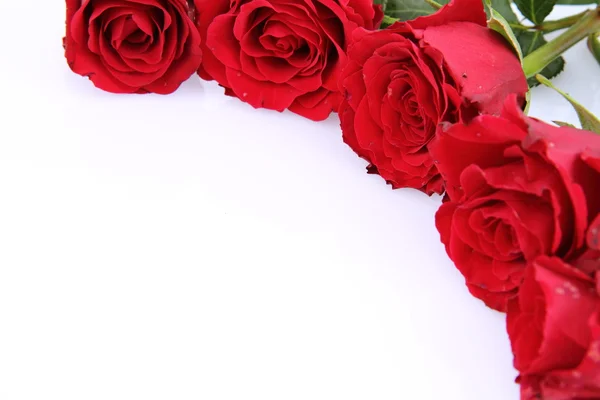 Roses Rouges Sur Fond Blanc Avec Espace Pour Texte — Photo