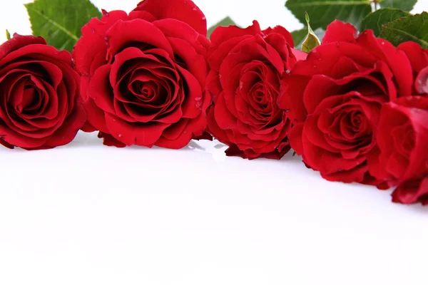 Tło czerwone róże — Zdjęcie stockowe