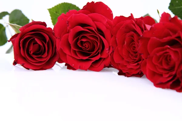 Rosas Rojas Sobre Fondo Blanco Con Espacio Para Texto — Foto de Stock