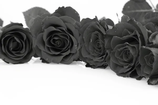 Rosas Preto Branco Sobre Fundo Branco — Fotografia de Stock