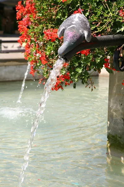 Pigeon drinking from a fountain — Stock Photo, Image