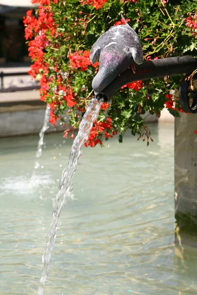 Duif drinken uit een fontein — Stockfoto