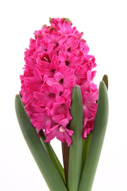 Pink Hyacinth clipart