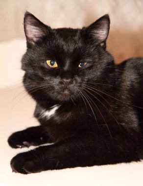 siyah kedi