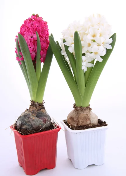 Pink and white hyacinth — Stock Photo, Image