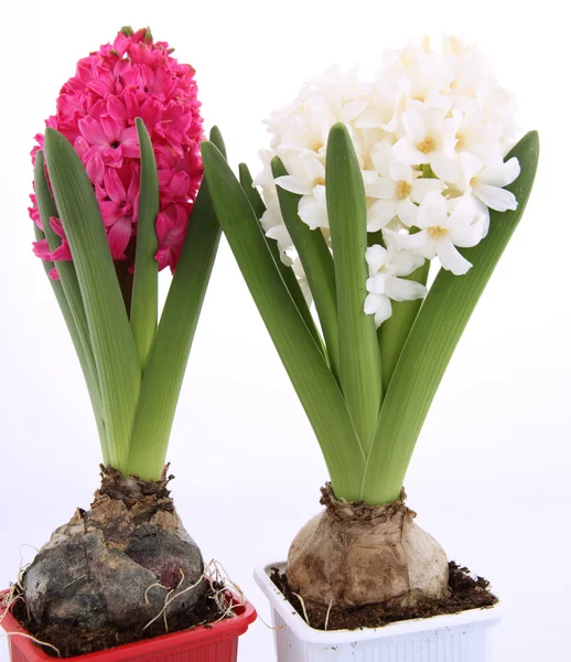 stock image Pink and white hyacinth