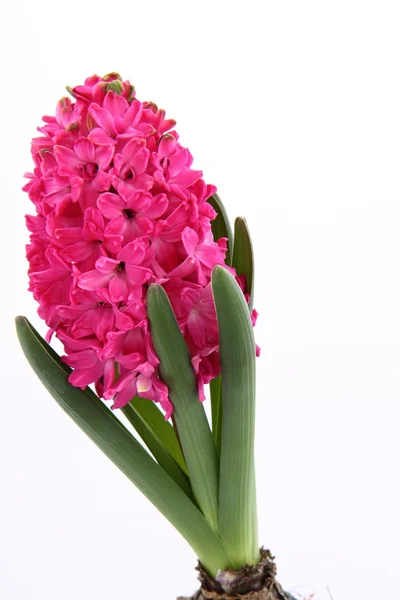 Pink Hyacinth — Stock Photo, Image