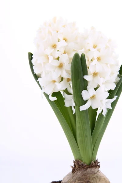 White Hyacinth — Stock Photo, Image