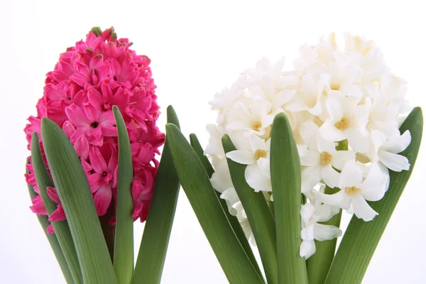 Pink and white hyacinth — Stock Photo, Image
