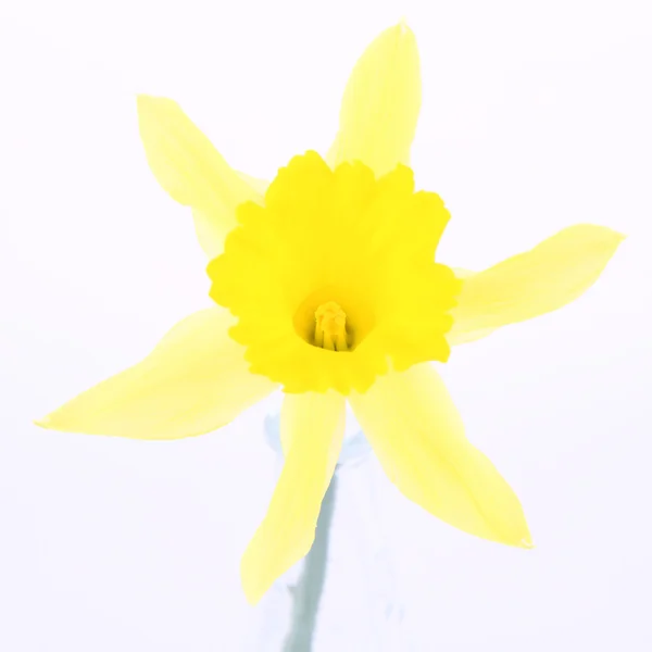 Narciso — Fotografia de Stock
