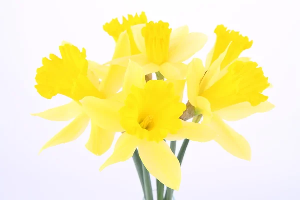 Bunch of daffodils — Stock Photo, Image