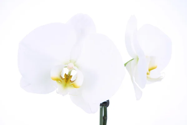 stock image White Orchid