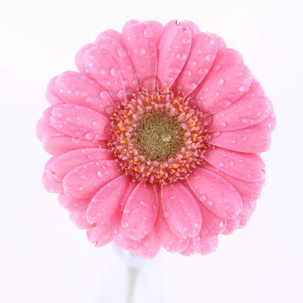 Gerbera rosa — Fotografia de Stock