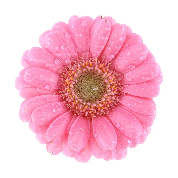 Izole gerbera çiçek — Stok fotoğraf