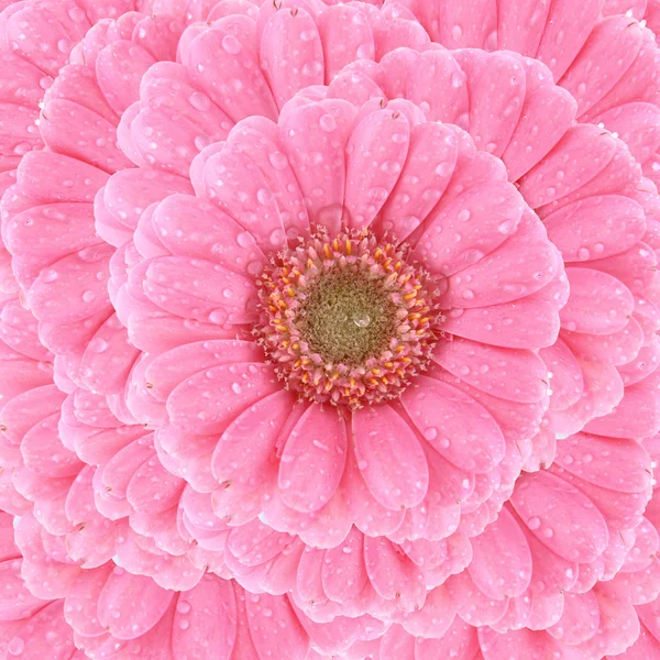 Kwiat tle — Zdjęcie stockowe
