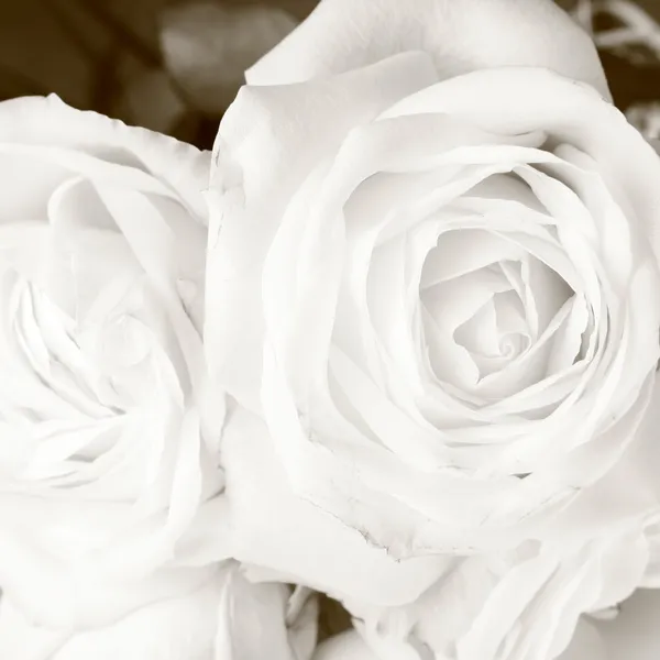 Weiße Rosen in Sepia — Stockfoto