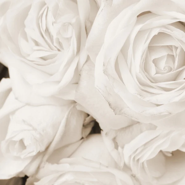 Bílé růže v sépie — Stock fotografie