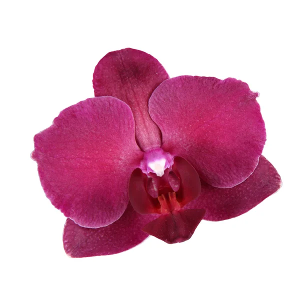 Квітка орхідеї ізольованим — стокове фото