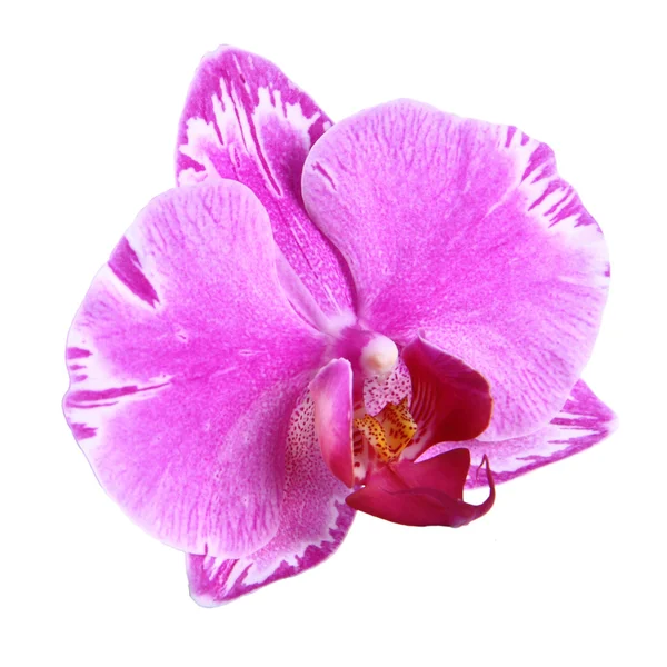 Flor de orquídea isolada — Fotografia de Stock