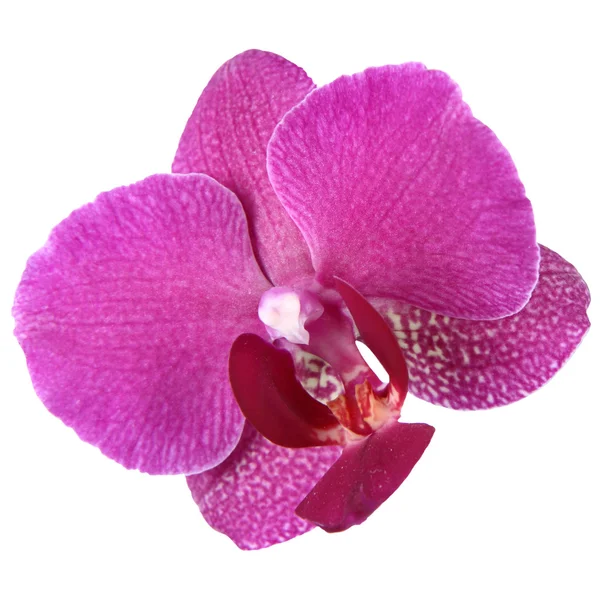 Квітка орхідеї ізольованим — стокове фото