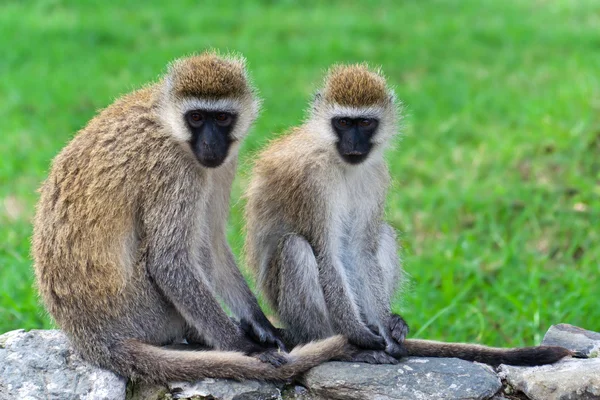 stock image Monkeys