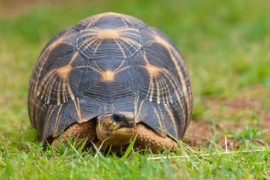 The radiated tortoise clipart