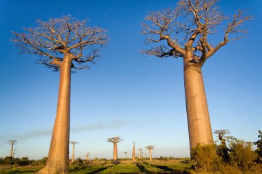 Baobab ağaçları