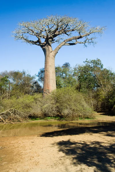 Baobá Savana Madagáscar — Fotografia de Stock