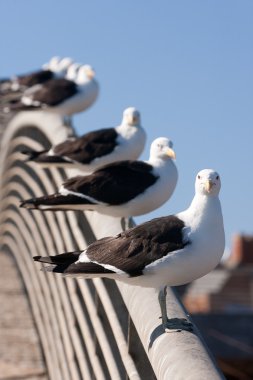 Aligned group of seagulls on the railing of a bridge clipart