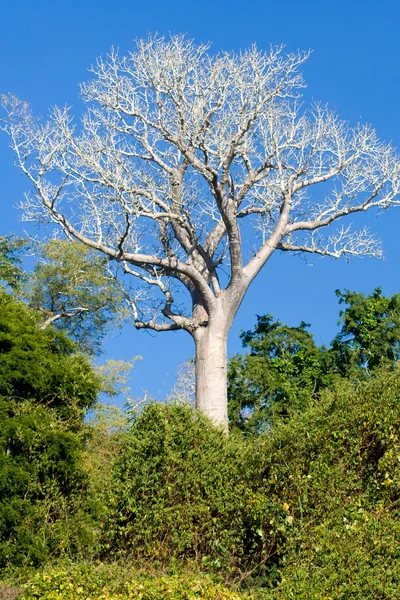 Madagaskar baobab — Zdjęcie stockowe