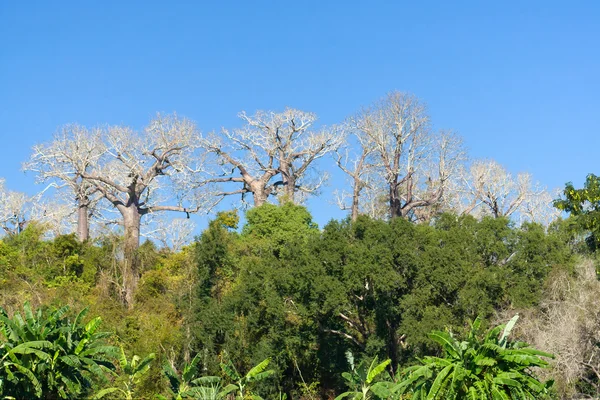 Madagaskar baobabs — Stok fotoğraf