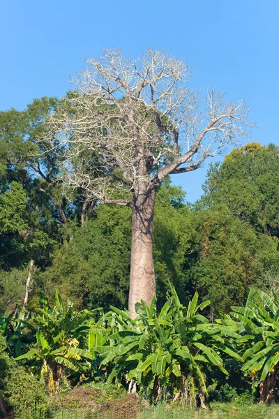 Madagaskar baobabı — Stok fotoğraf