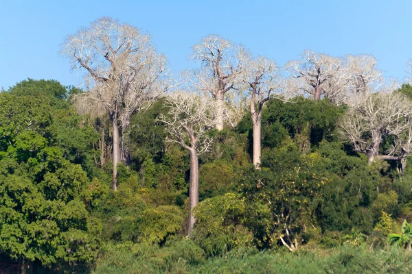 Madagaskar baobabs — Stock fotografie