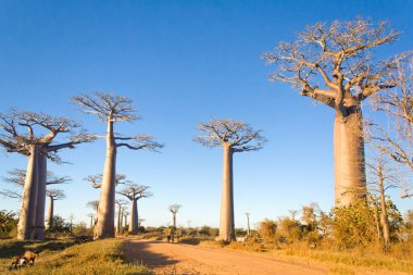 Baobab ağaçları